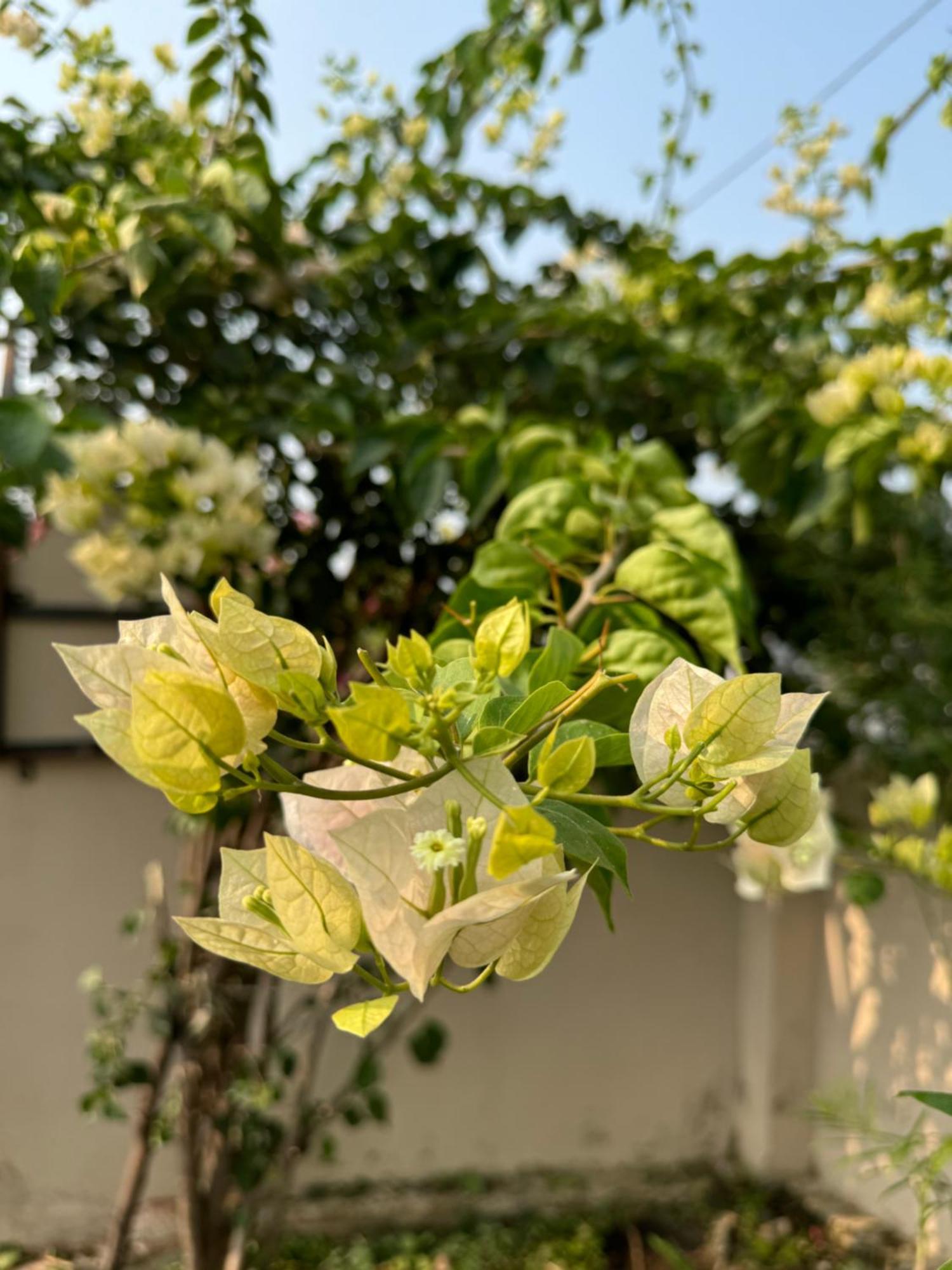 The Bougainvillea Cottage Farmstay Near Dehradun , 2 Bedroom Private Cottage Next To Fields And Orchards With Hill Views Екстер'єр фото